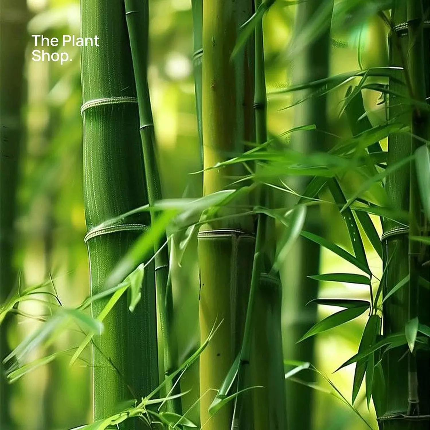 ( Chinese Bamboo (Special Offer  2