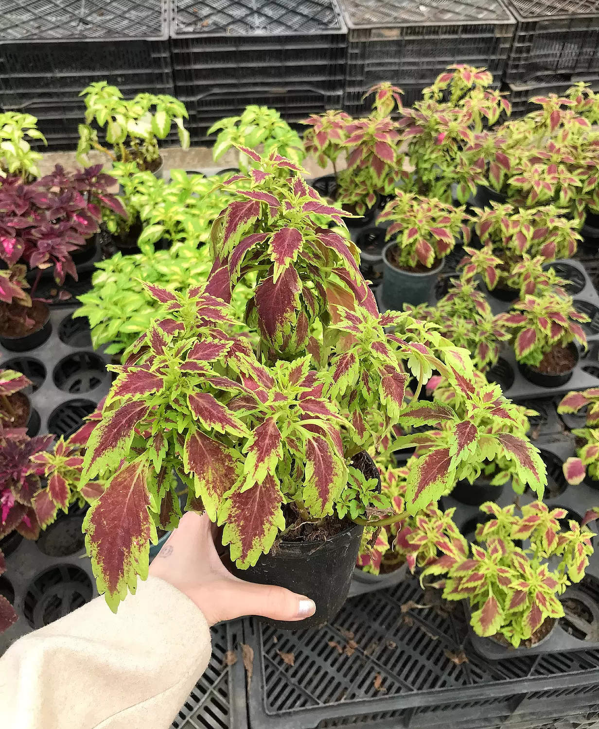 Coleus hover image