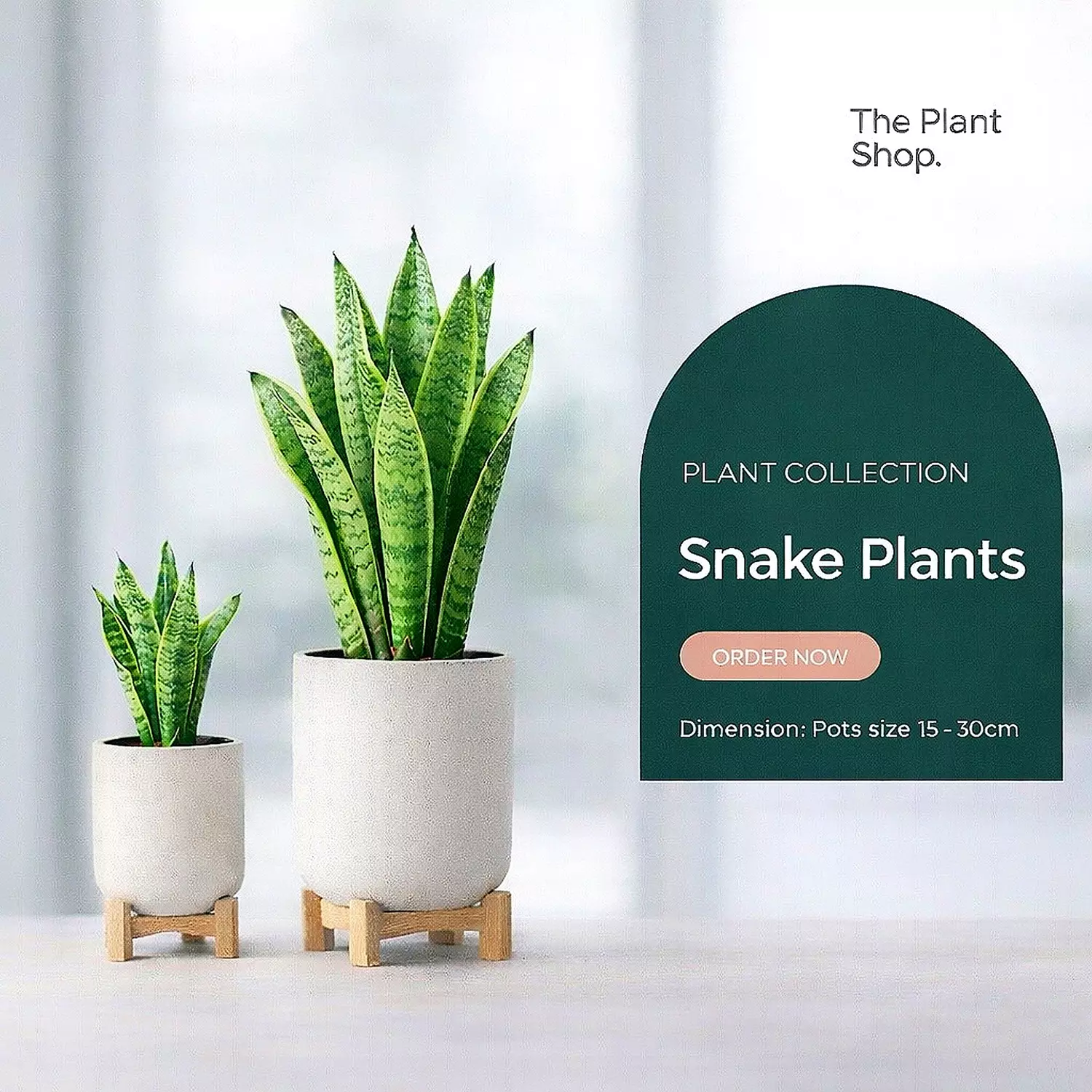 Snake Plant image
