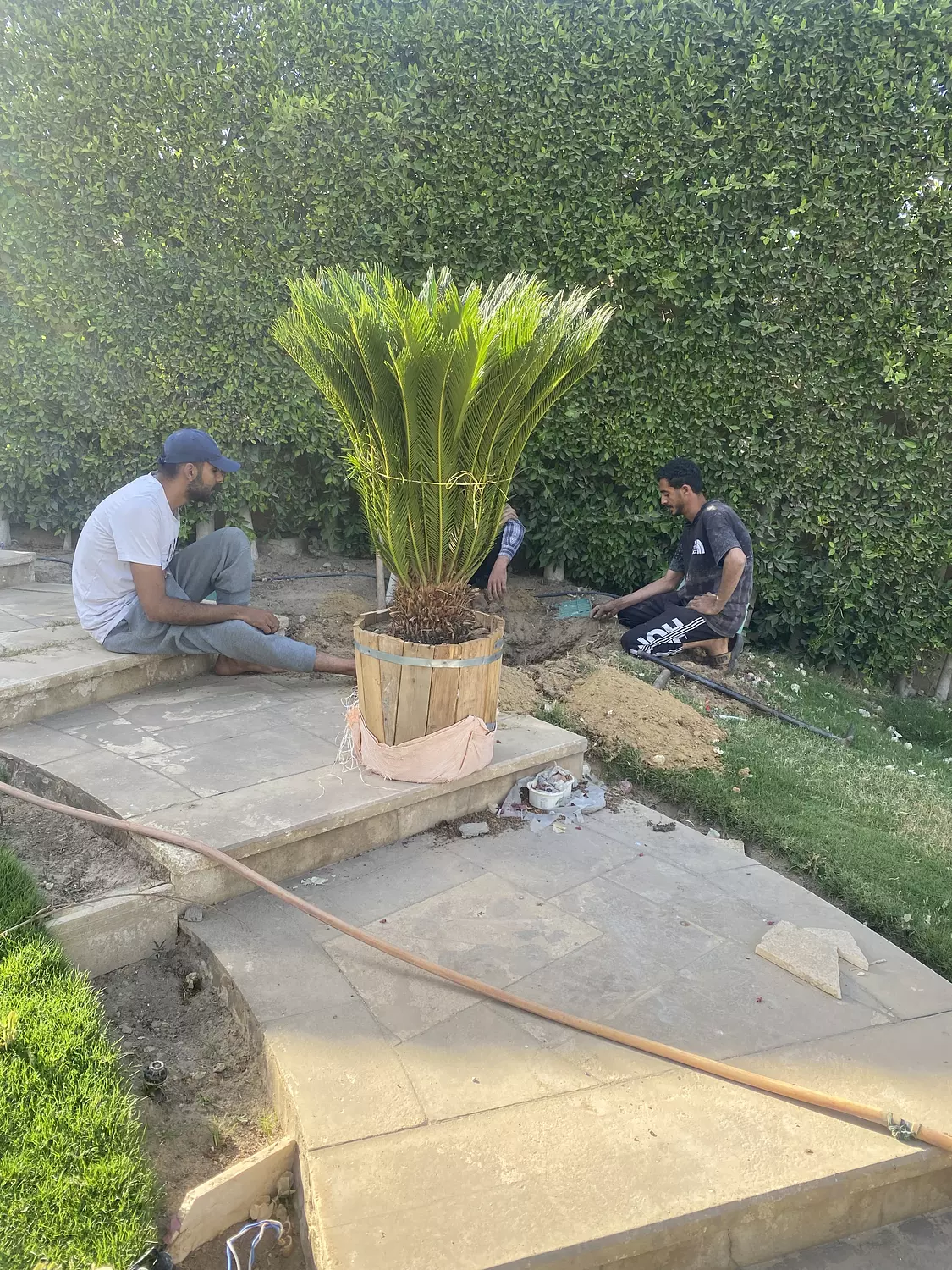SAGO PALM (CYCAS) 7