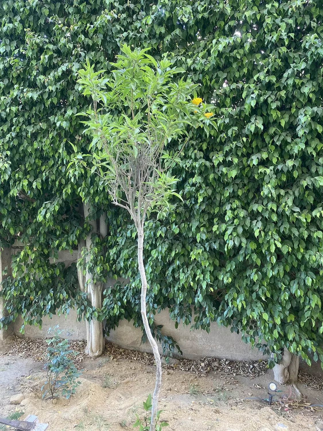 Tecoma Tree  3