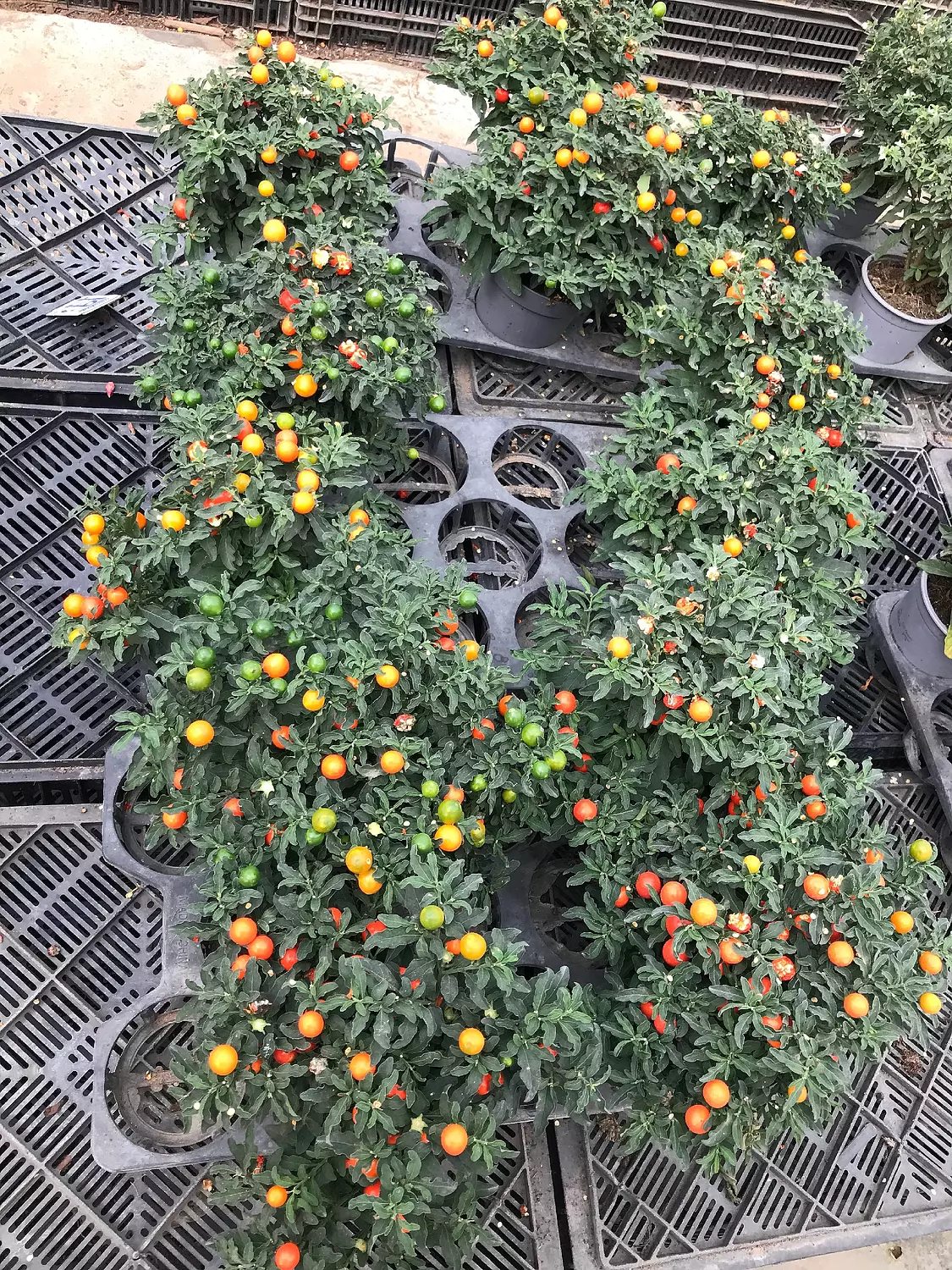 Solanum Pseudocapsicum 1