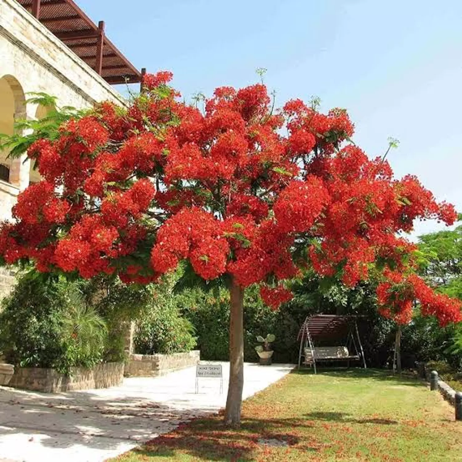 Royal Poinciana  2