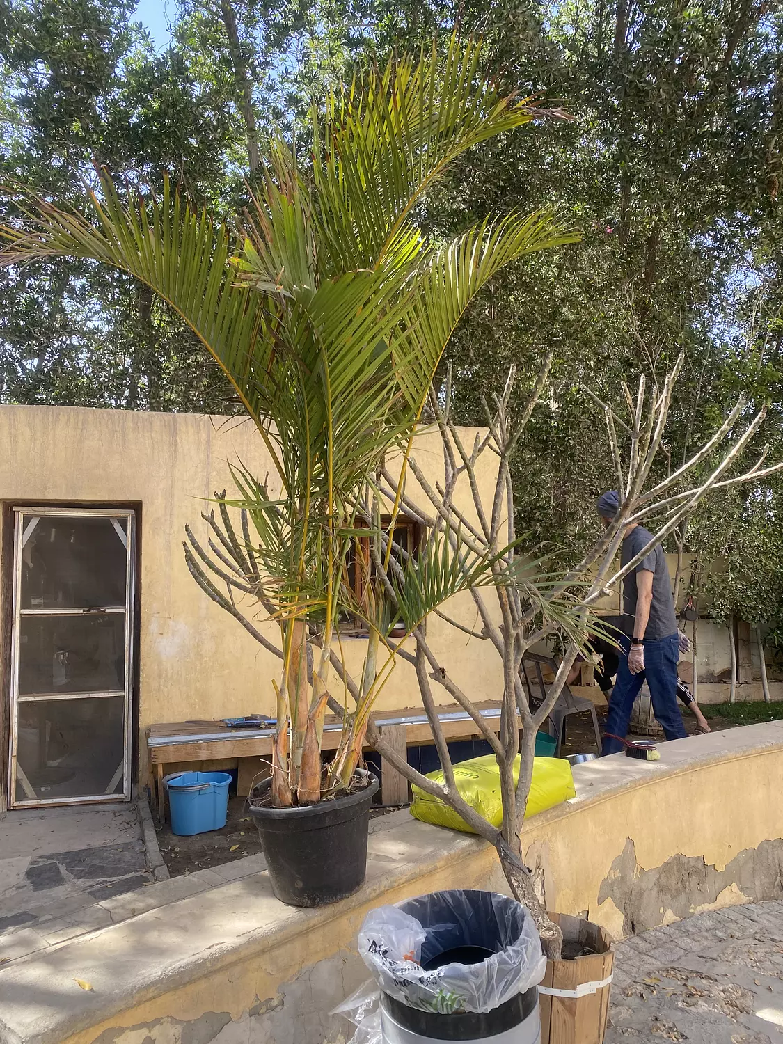 Yellow Areca outdoor 3