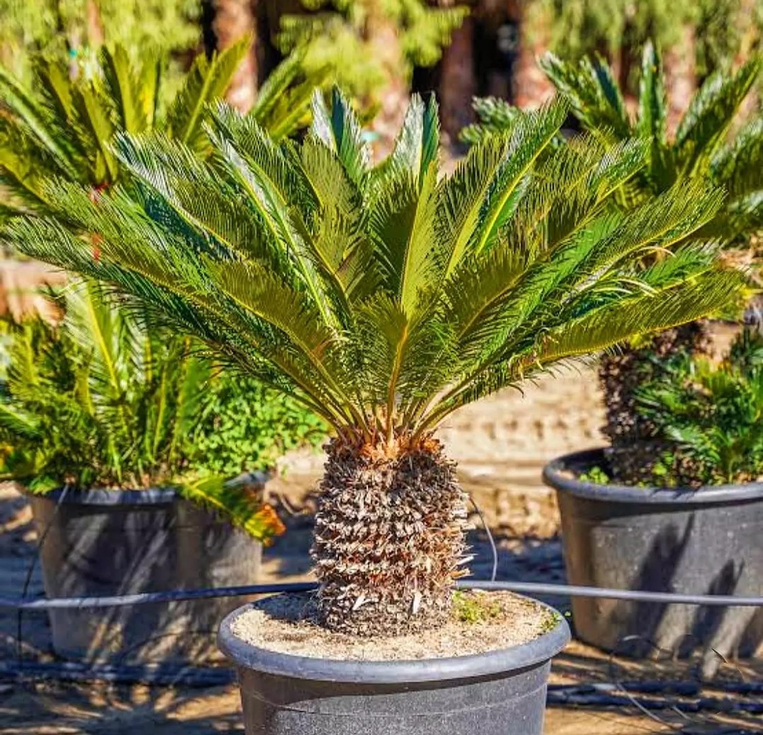 SAGO PALM (CYCAS) 1