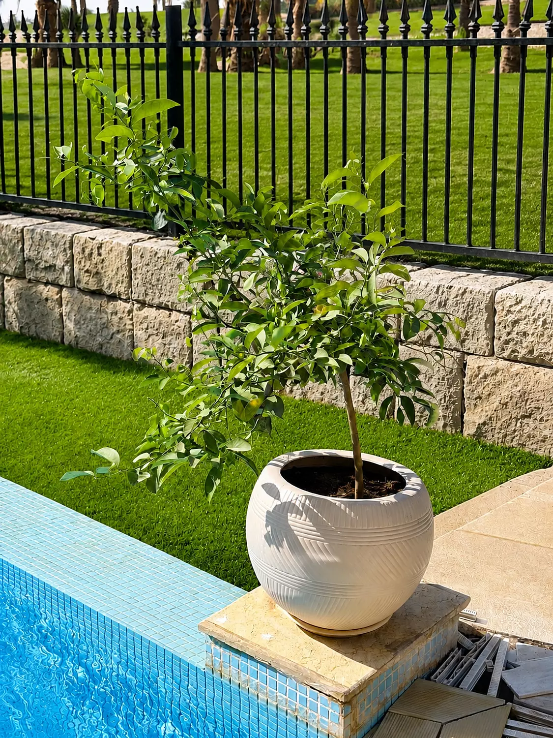 Dwarf Lemon Tree 4