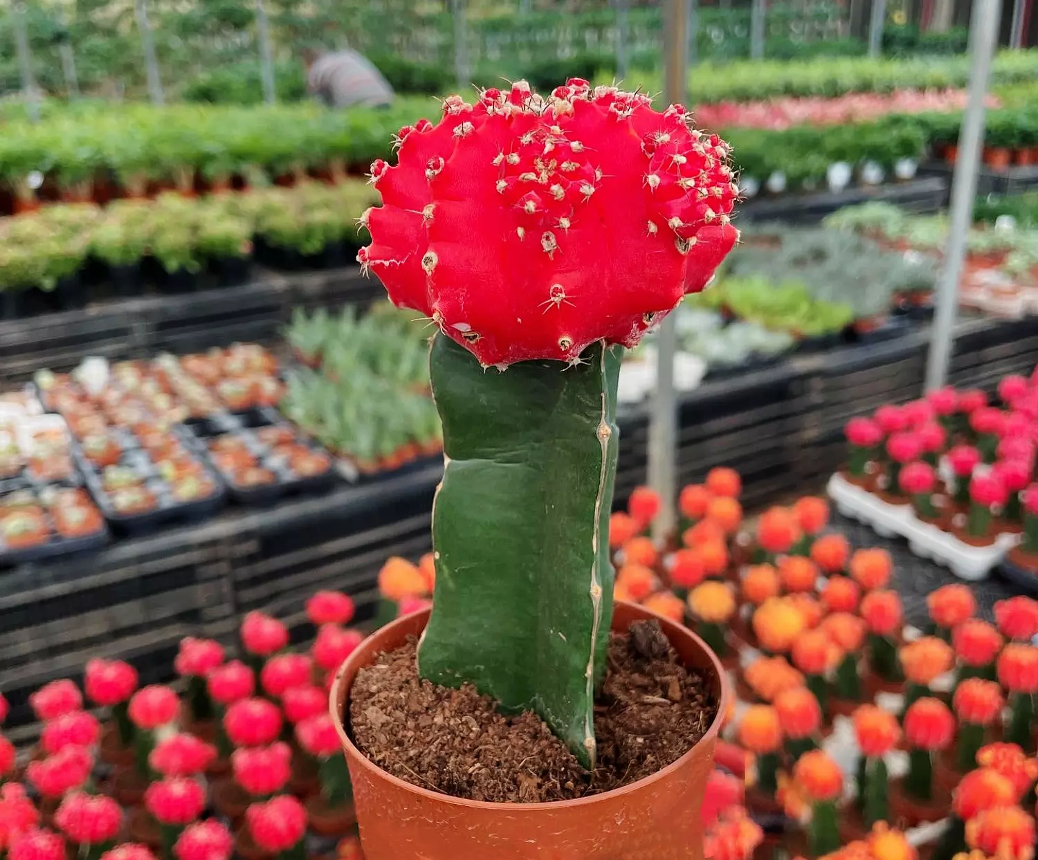 Neon Cactus 1