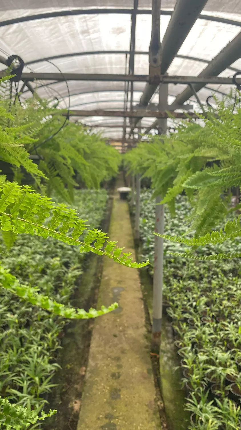 Hanging Boston Fern 5