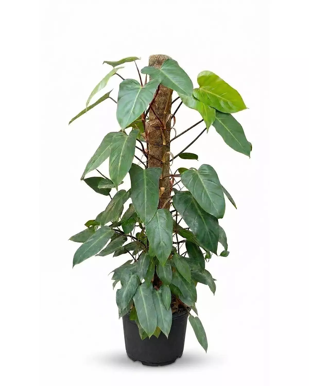 Philodendron Erubescens 2