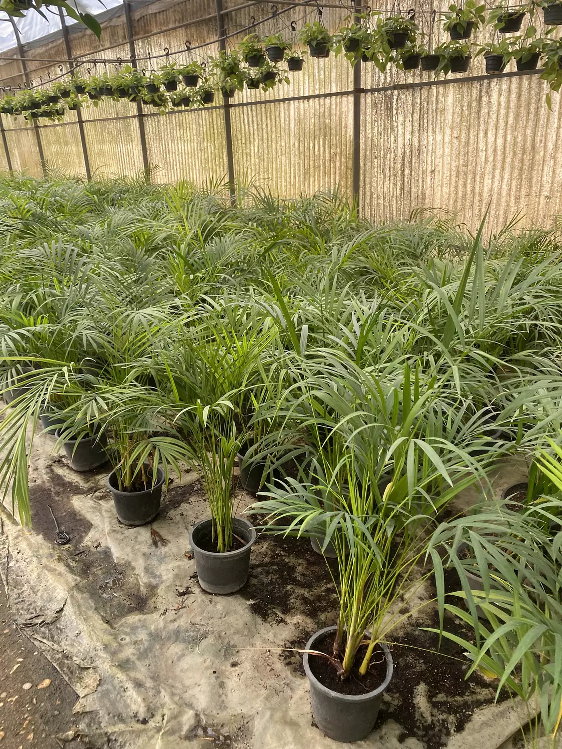 Yellow Areca Palm 11