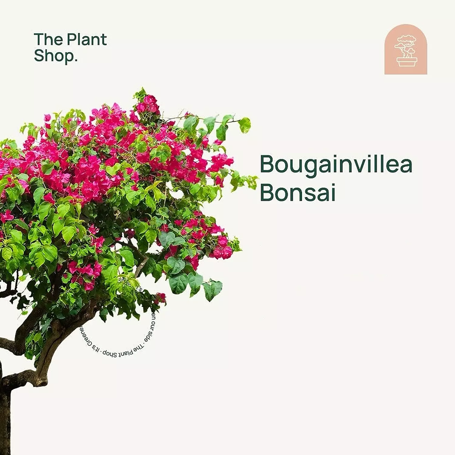 Bougainvillea Bonsai  image