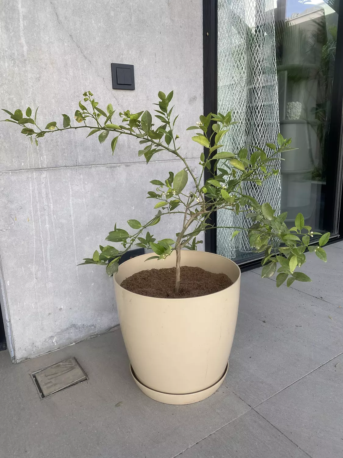 Dwarf Lemon Tree 3