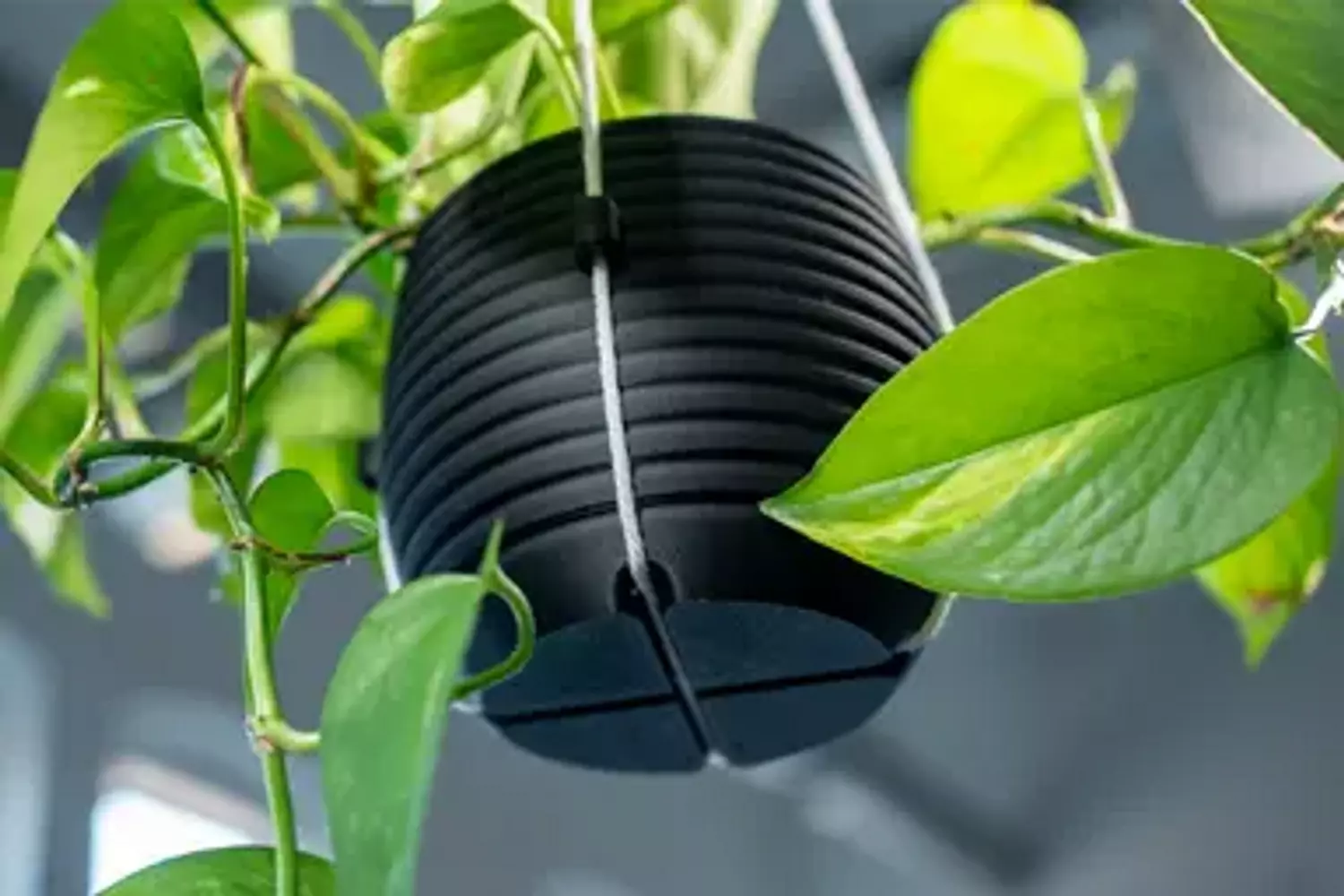 Hanging Planter - The Hive 2
