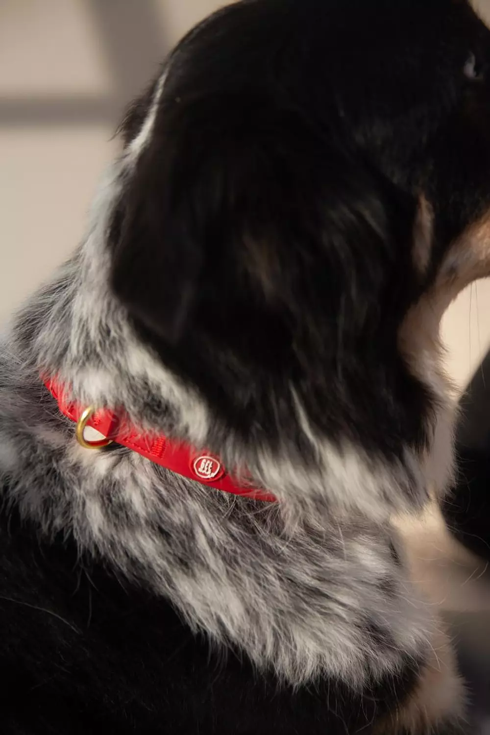 Essential Dog Collar 6
