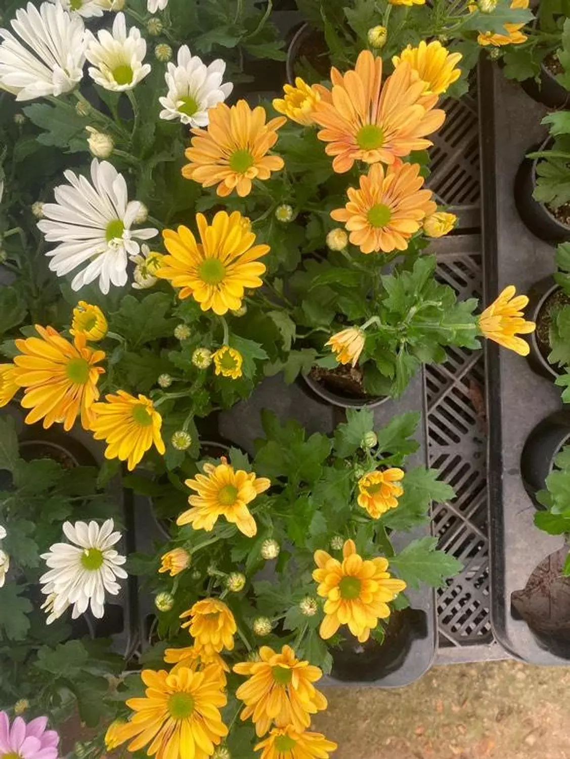 Chrysanthemum  6