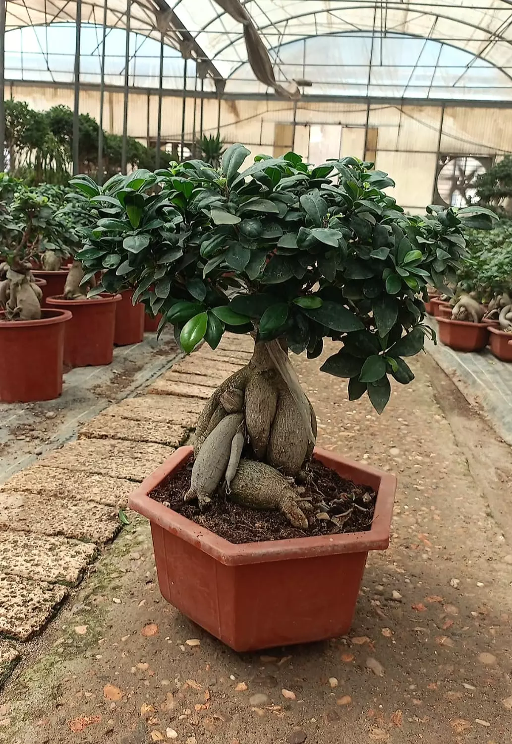 Ginseng Ficus Bonsai 2