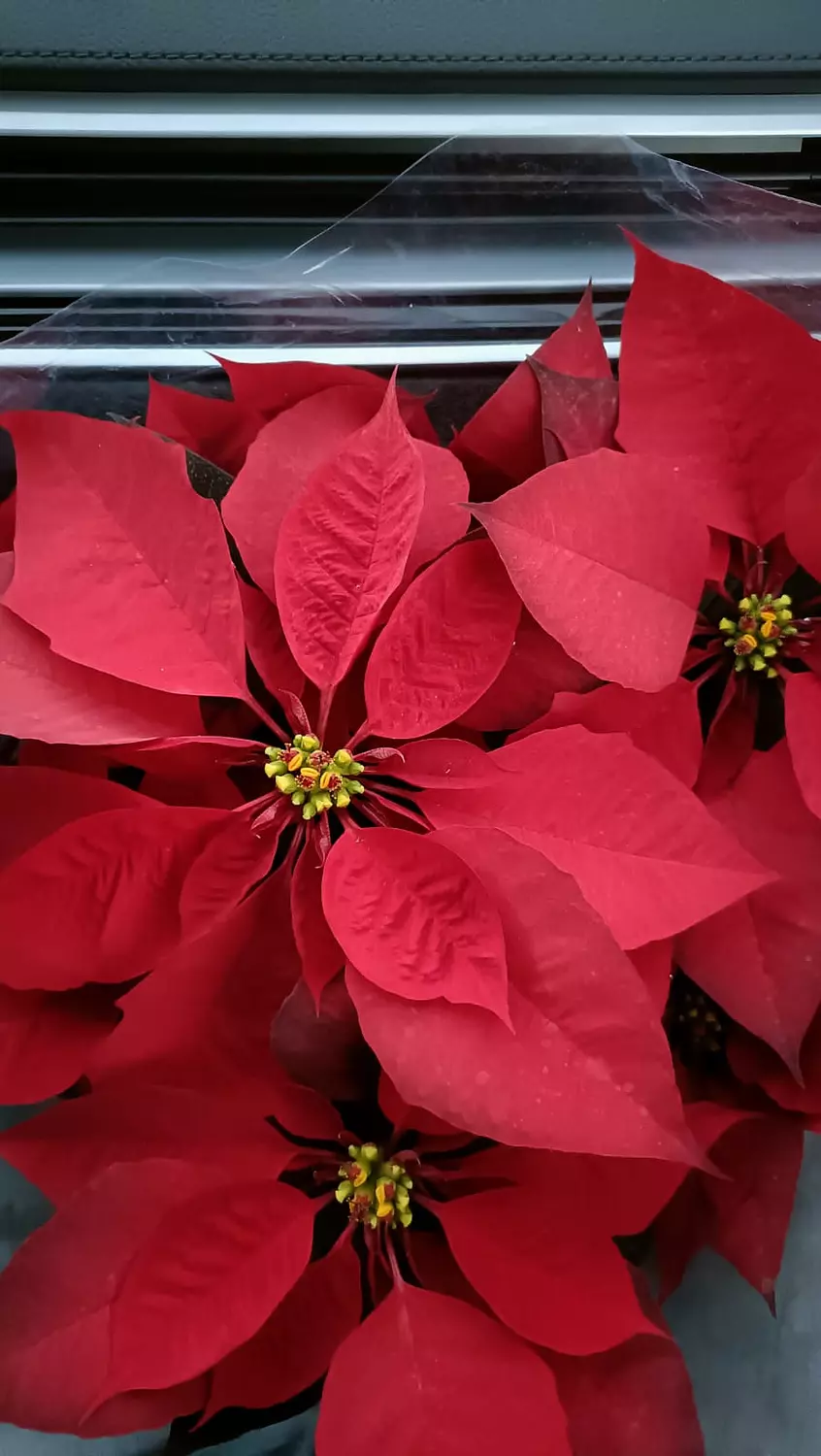 Poinsettia 6