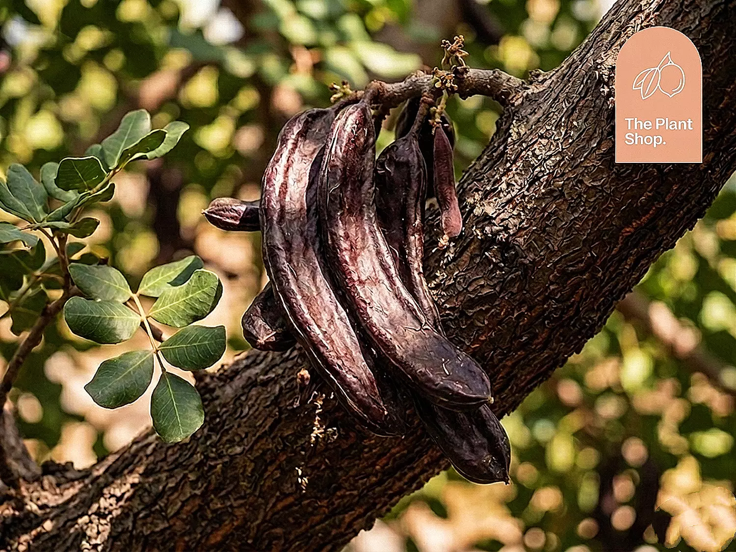 Carob Tree image