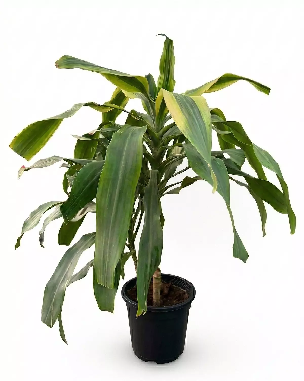 Dracaena Fragrans hover image