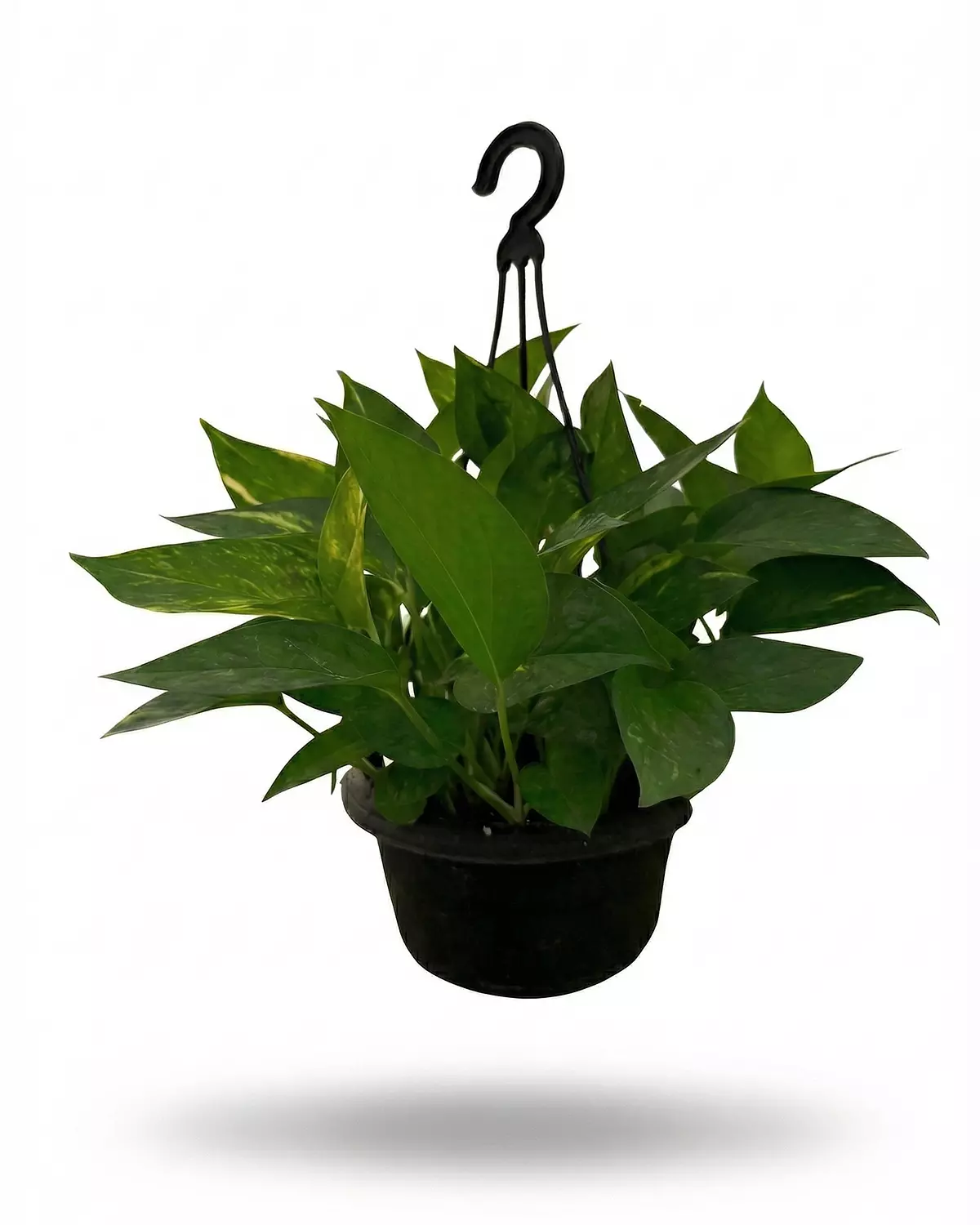 Golden Pothos (Hang) hover image