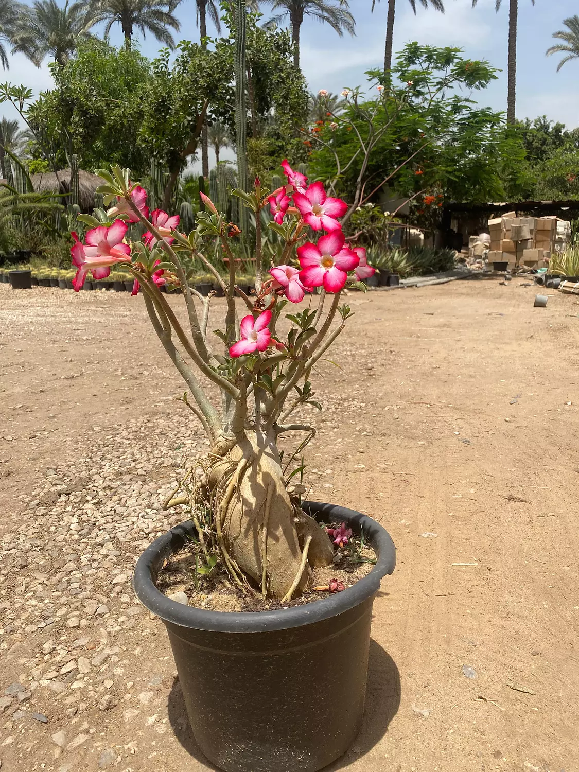 Flowery Bonsai 2