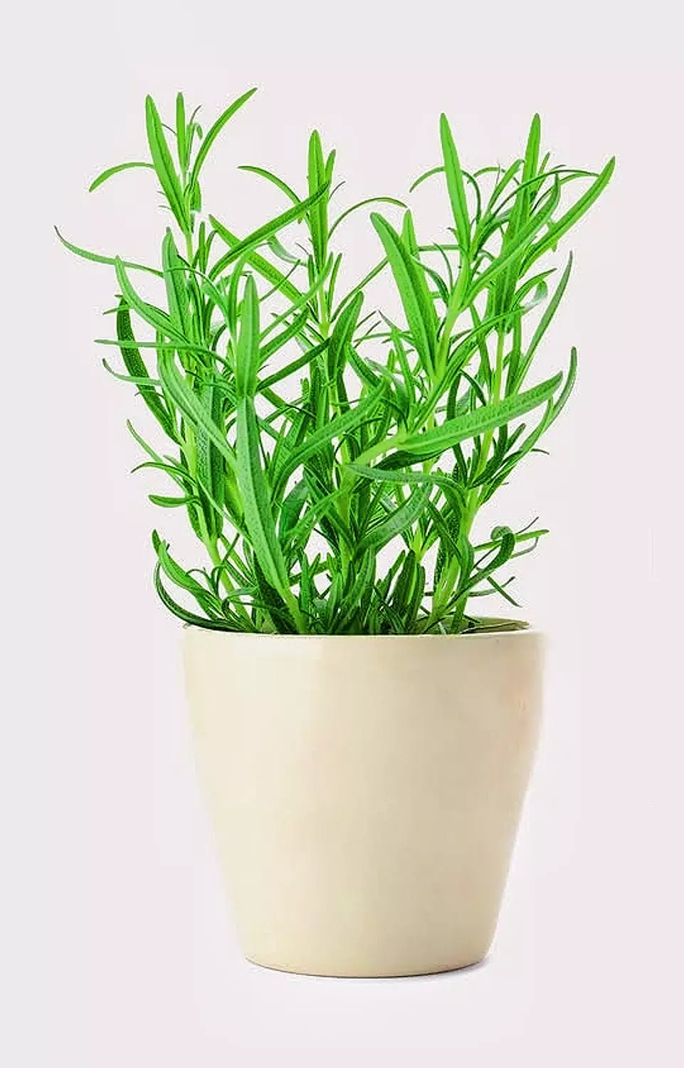 Rosemary  image