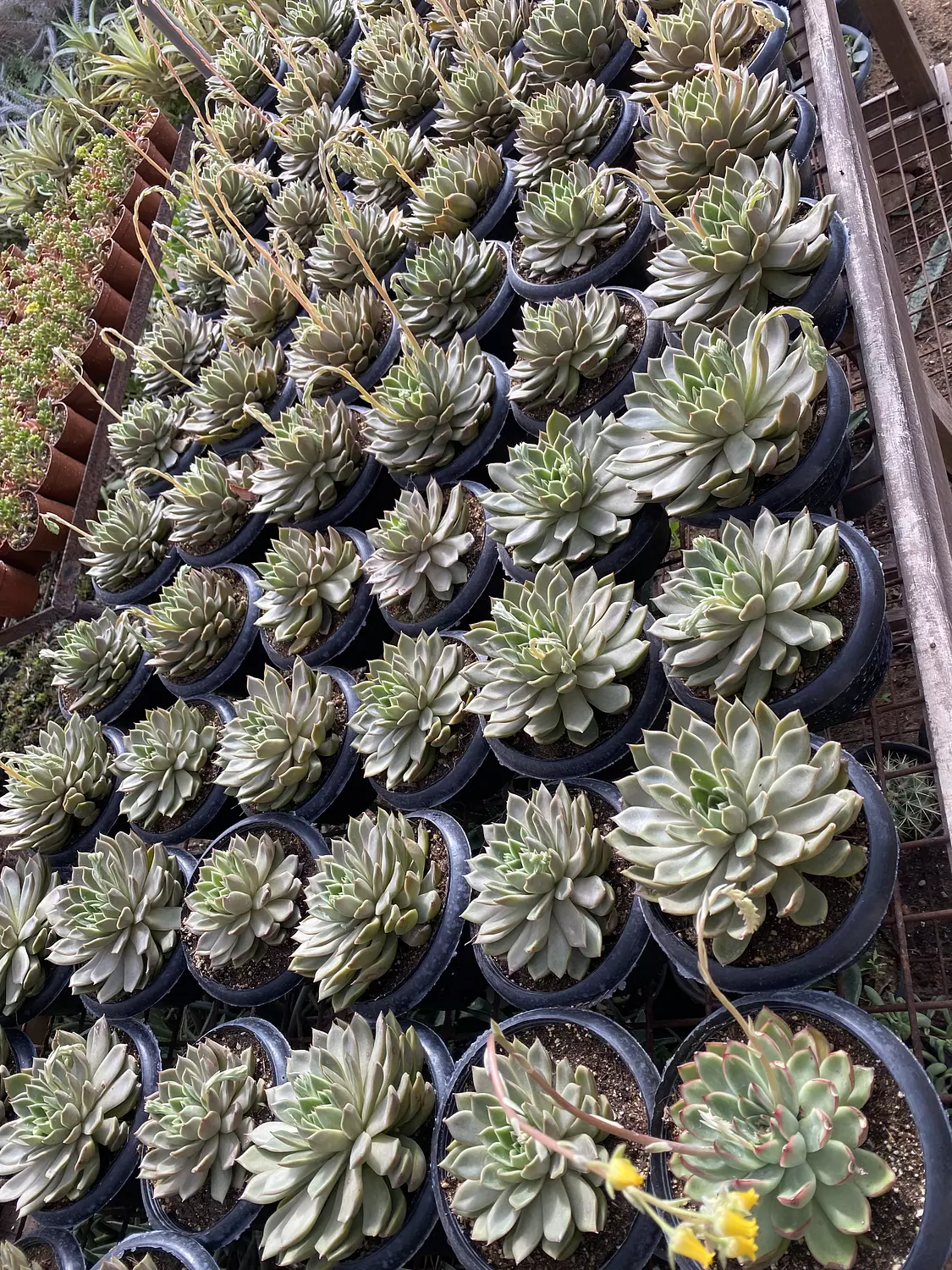 Jumbo Echeverias (1) 2