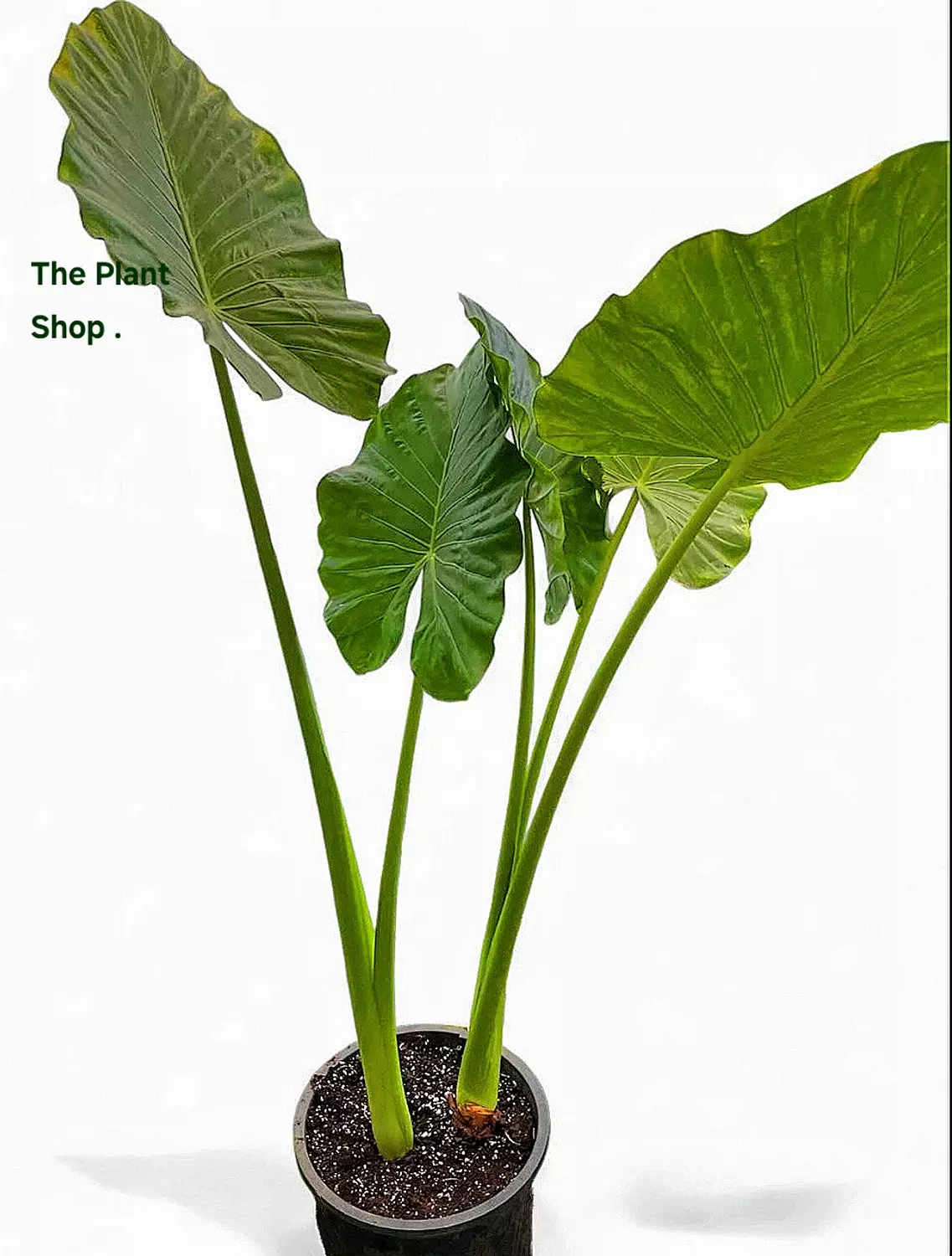 Elephant Ear Alocasia hover image