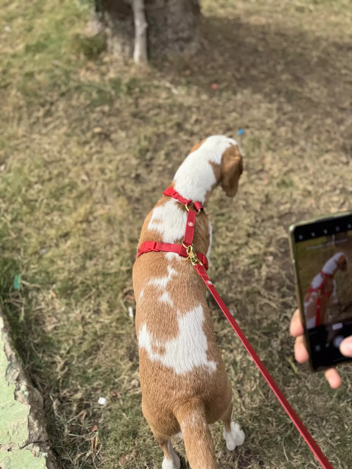 Essential Dog Harness hover image