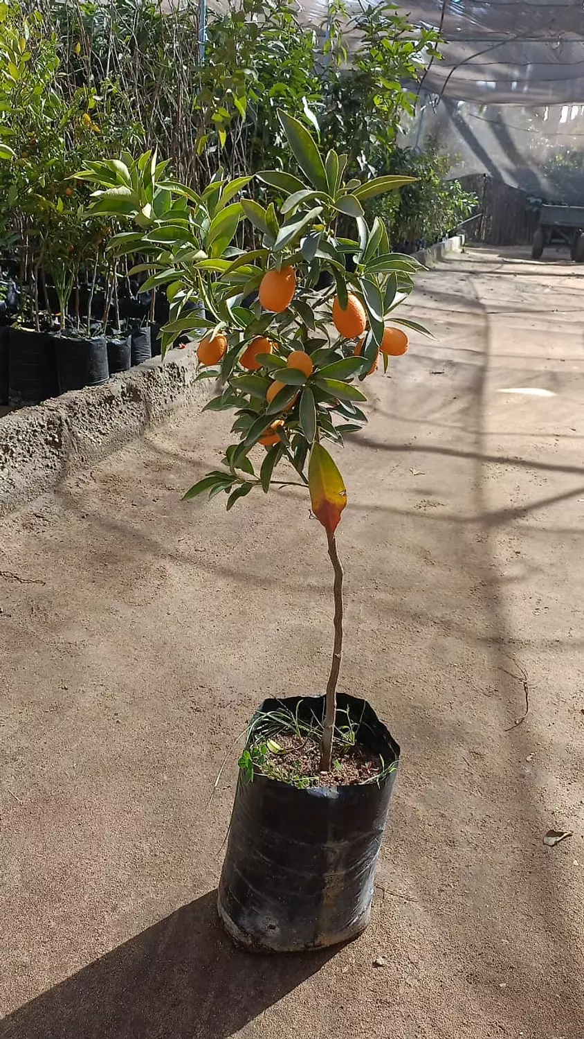 Kumquat Tree  1