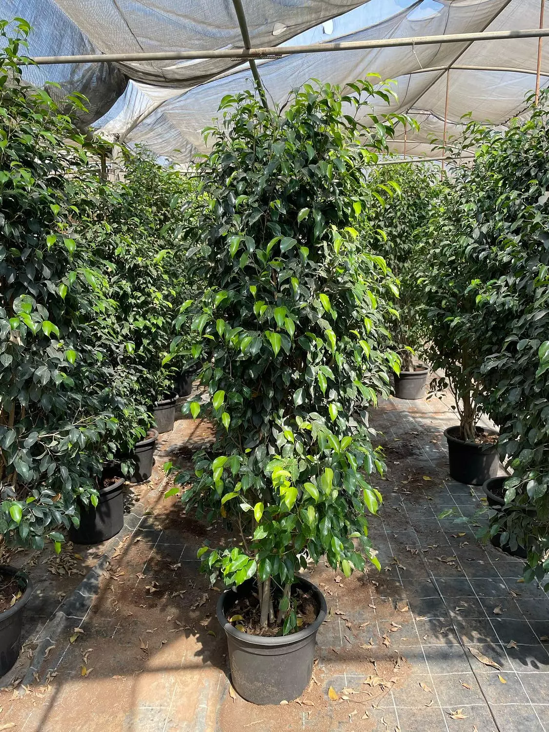 Ficus Benjamina image