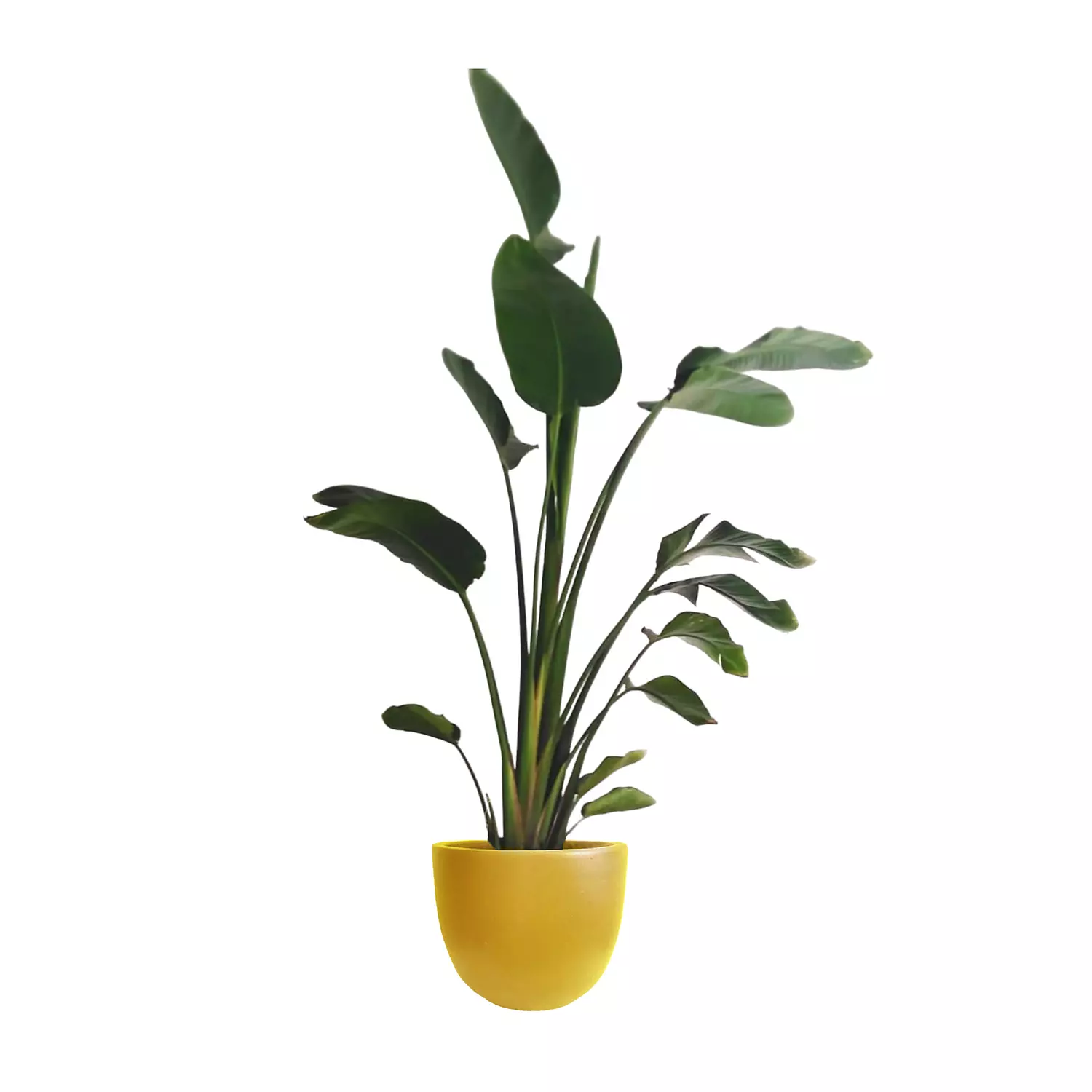 Augusta ''Banana Tree''  15