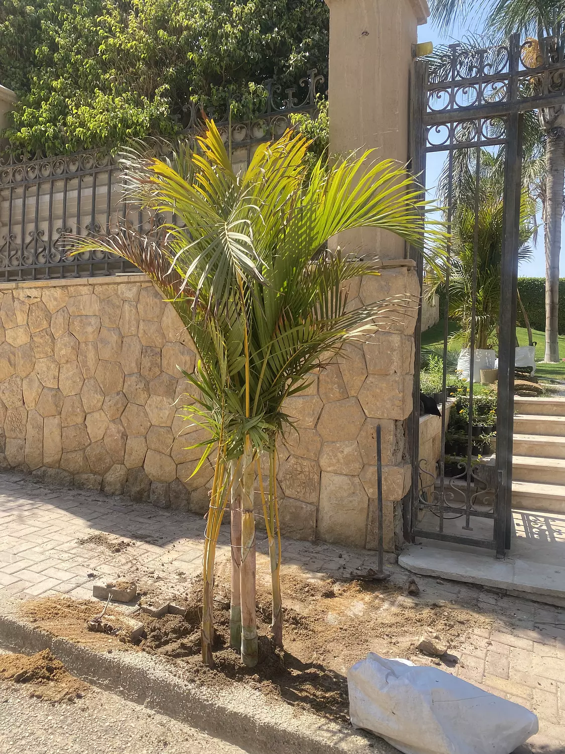 Yellow Areca outdoor 5