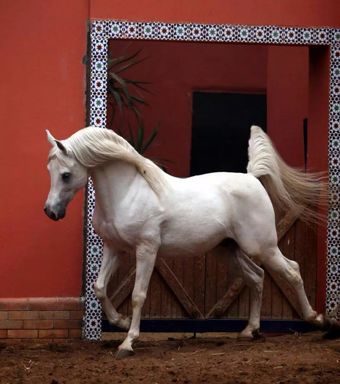 🎖️🌐Darley Arabian: The Arabian Equestrian Legend That Changed the World. 5