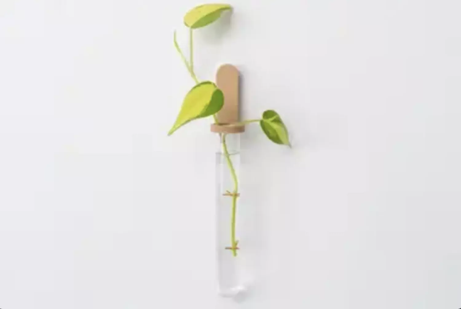 Test Tube Propagation Mount hover image