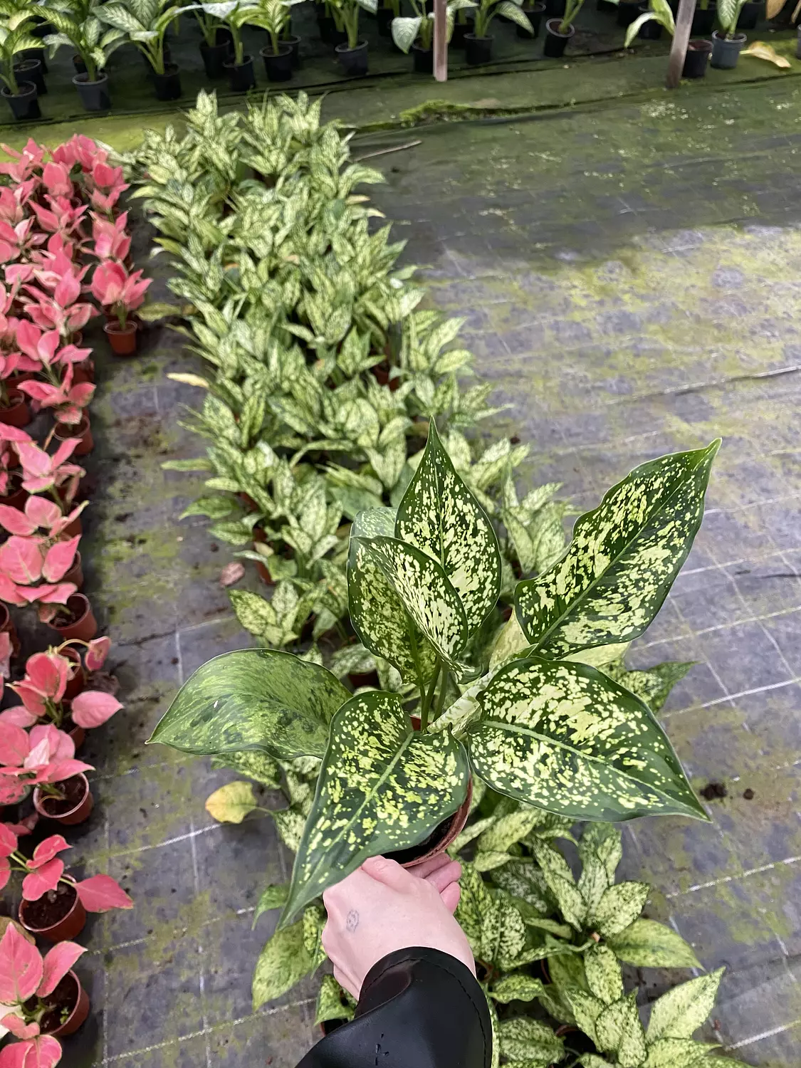 Aglaonema Super 2