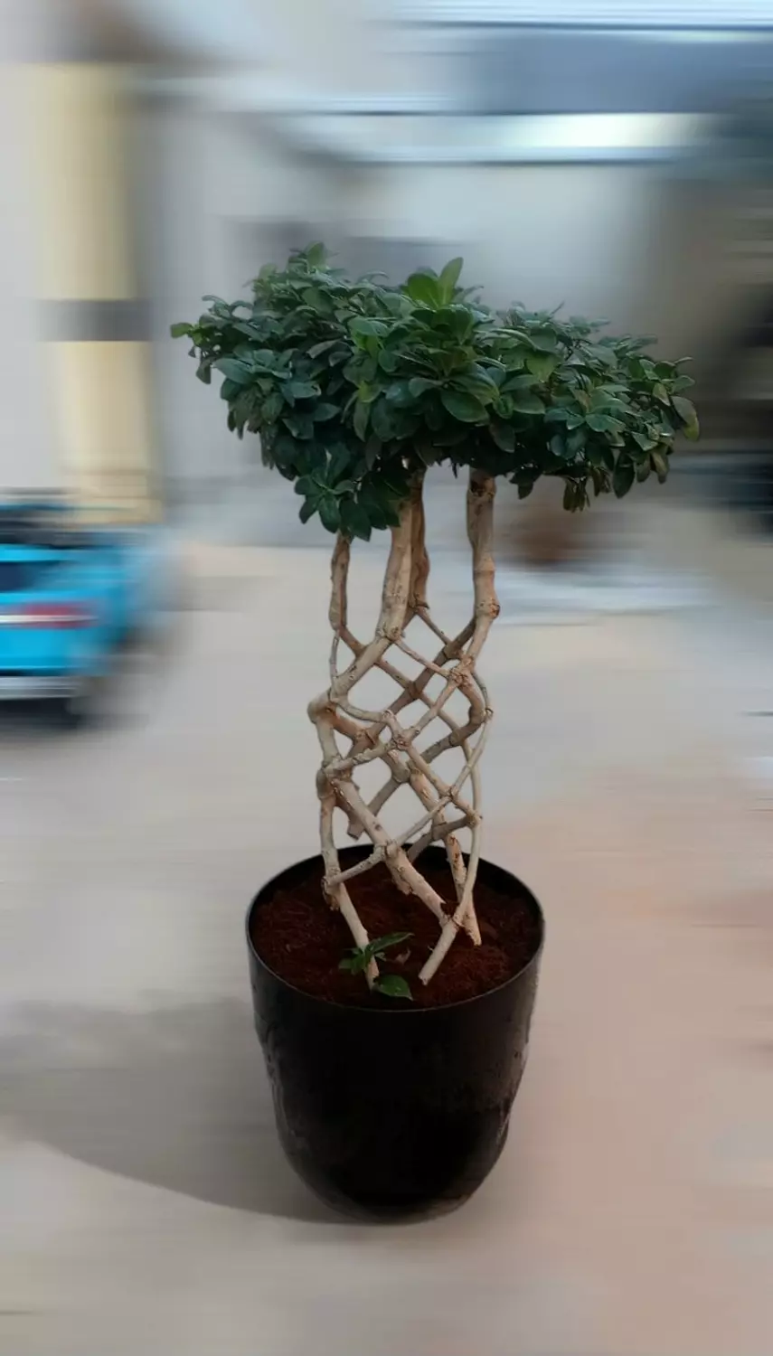 Bonsai Cage  image
