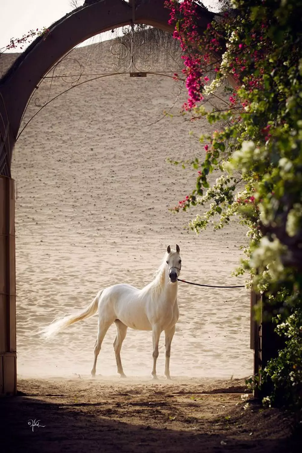 🎖️🌐Darley Arabian: The Arabian Equestrian Legend That Changed the World. 7