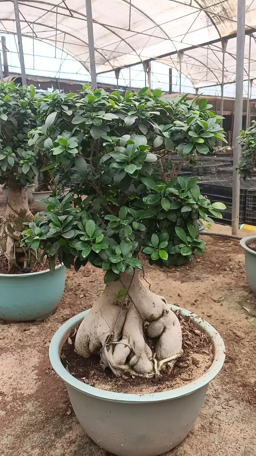 The Dome Size 5 hover image