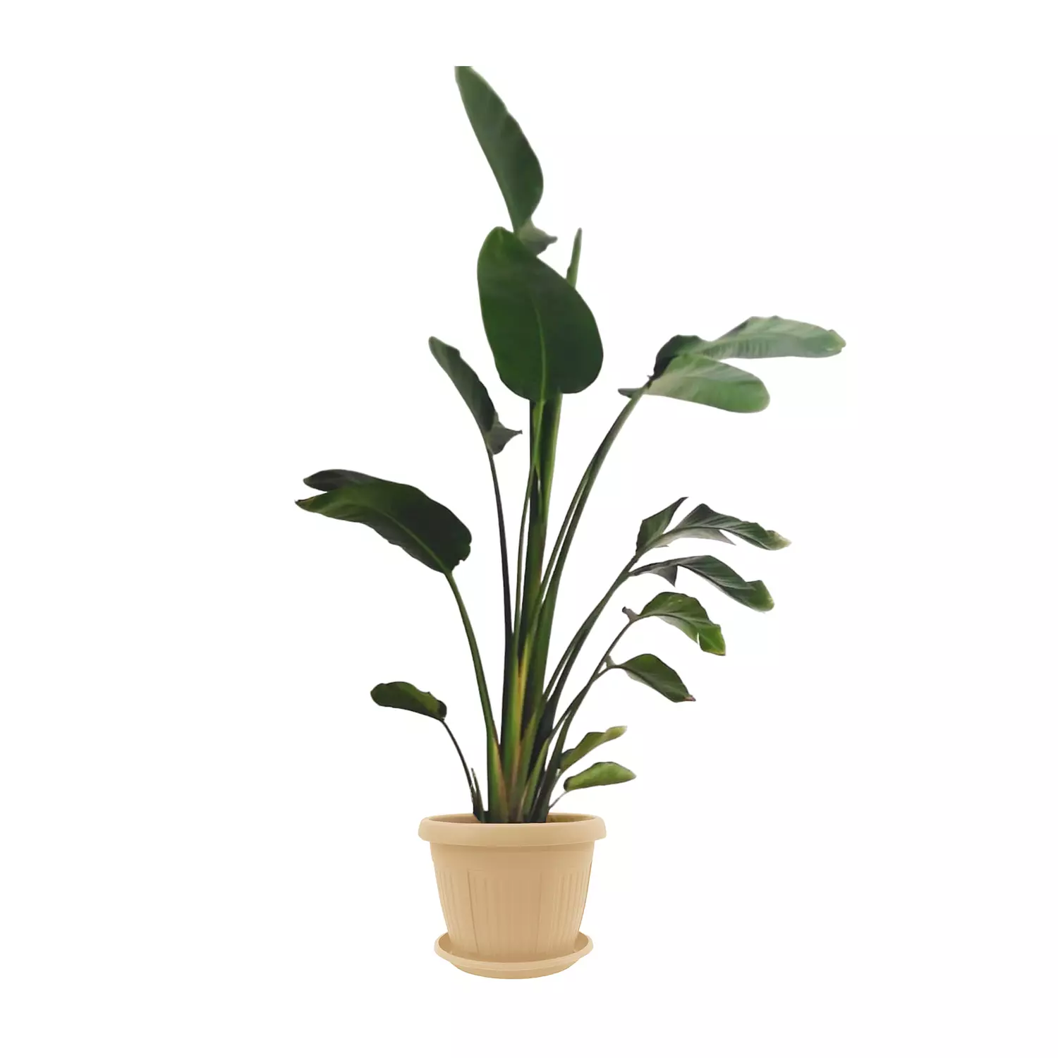 Augusta ''Banana Tree''  1