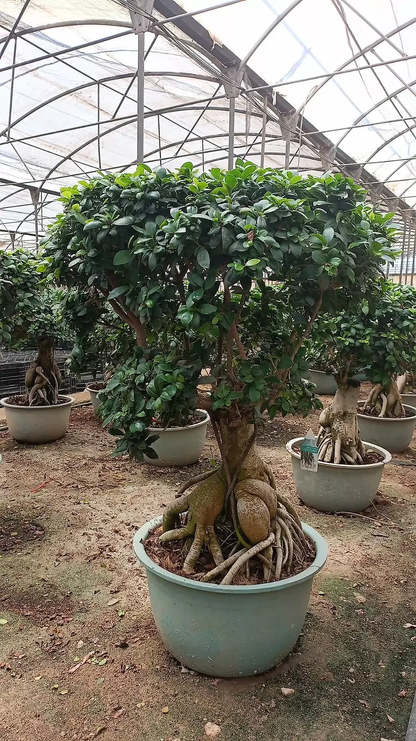 The Dome Size 6 image