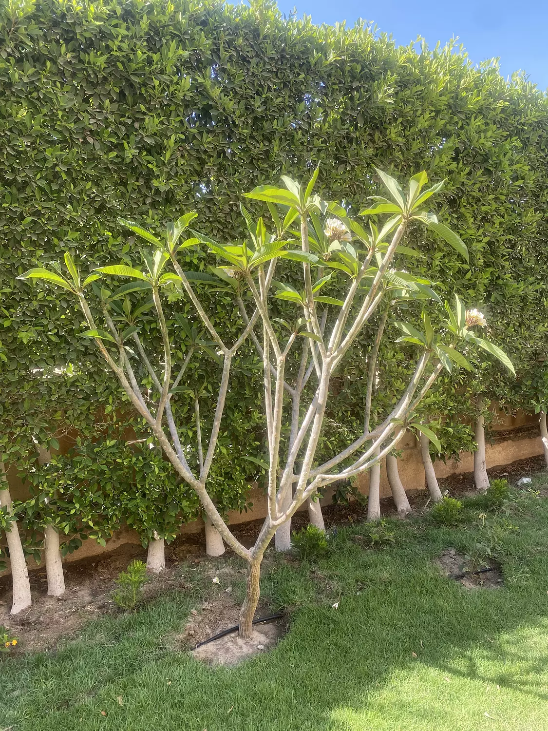 Indian Jasmine  hover image