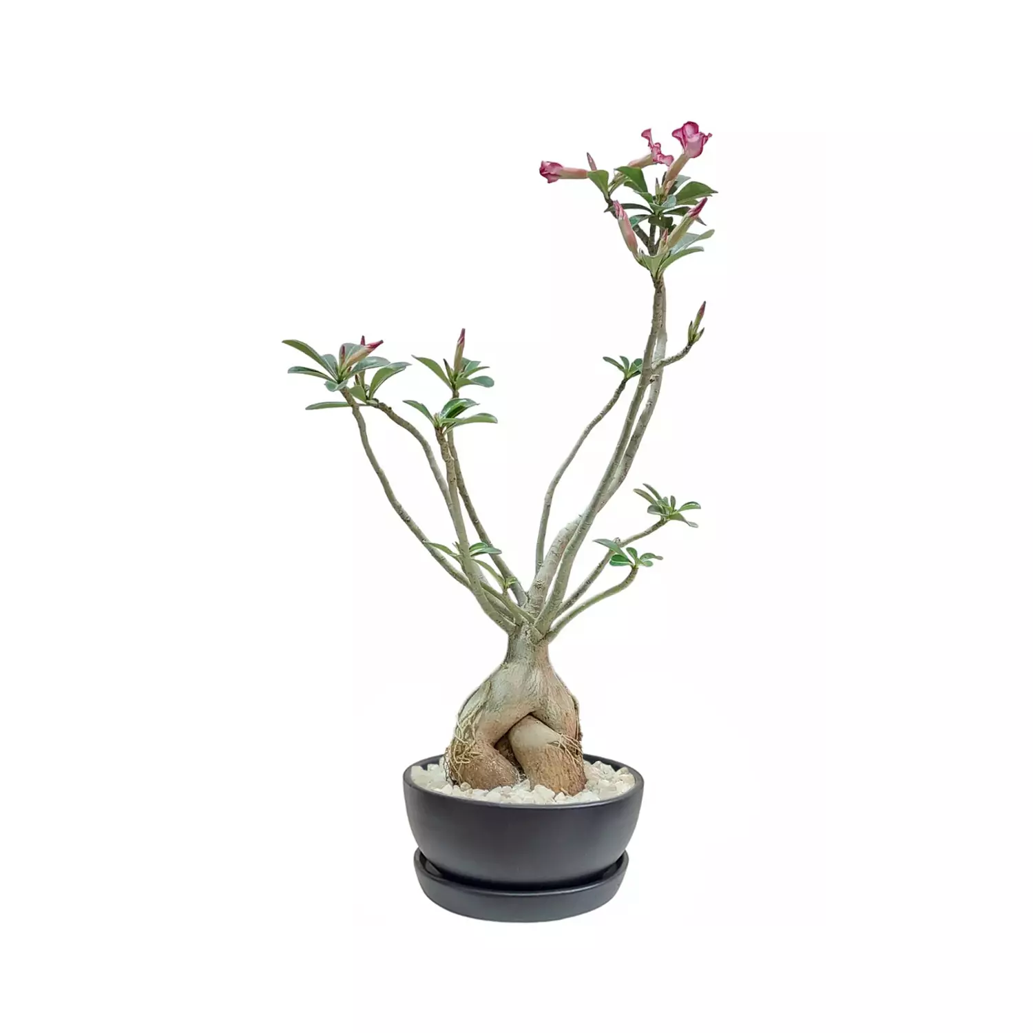 Adenium "Desert Rose" 1