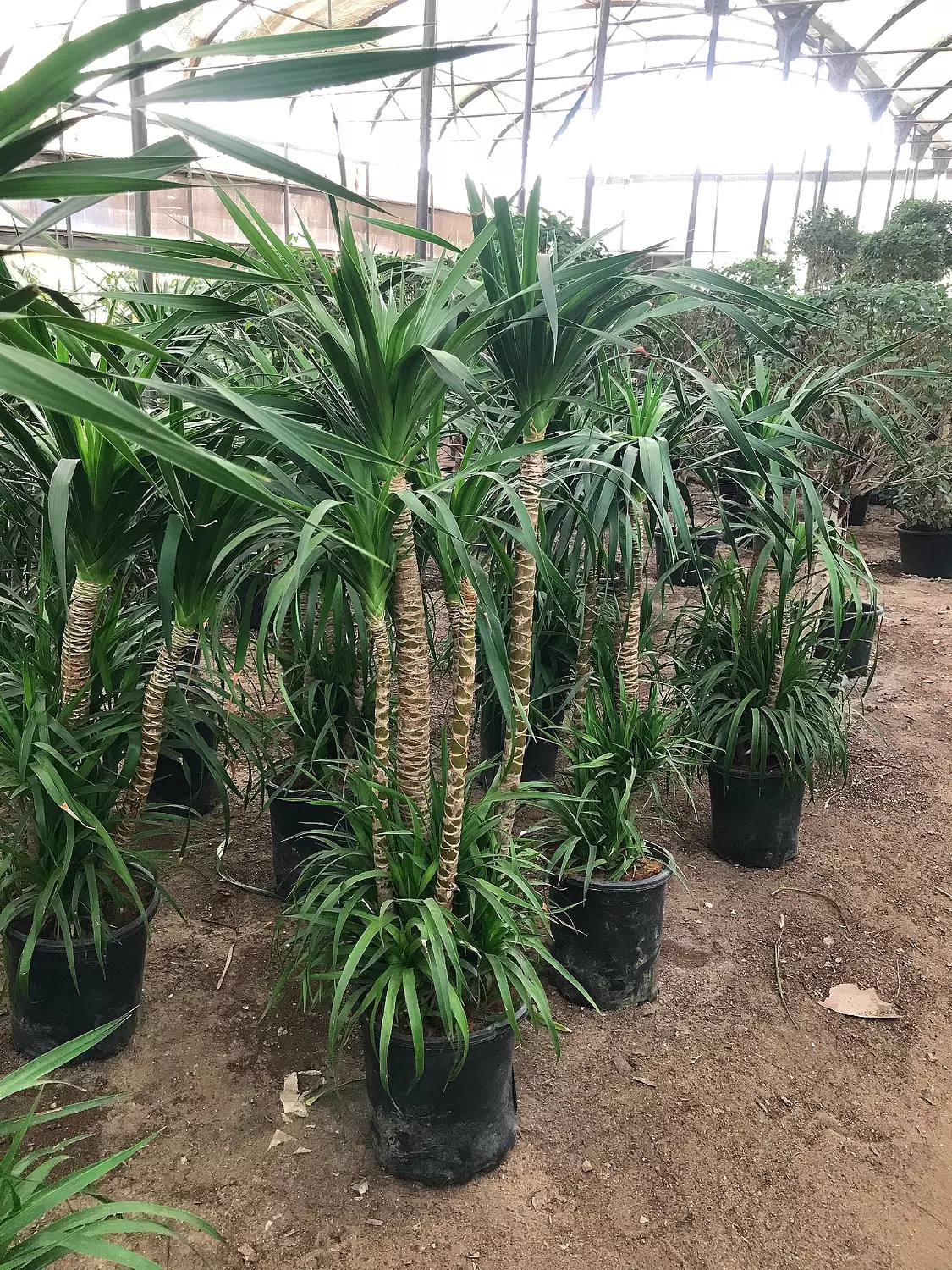 Dracaena Draco 3