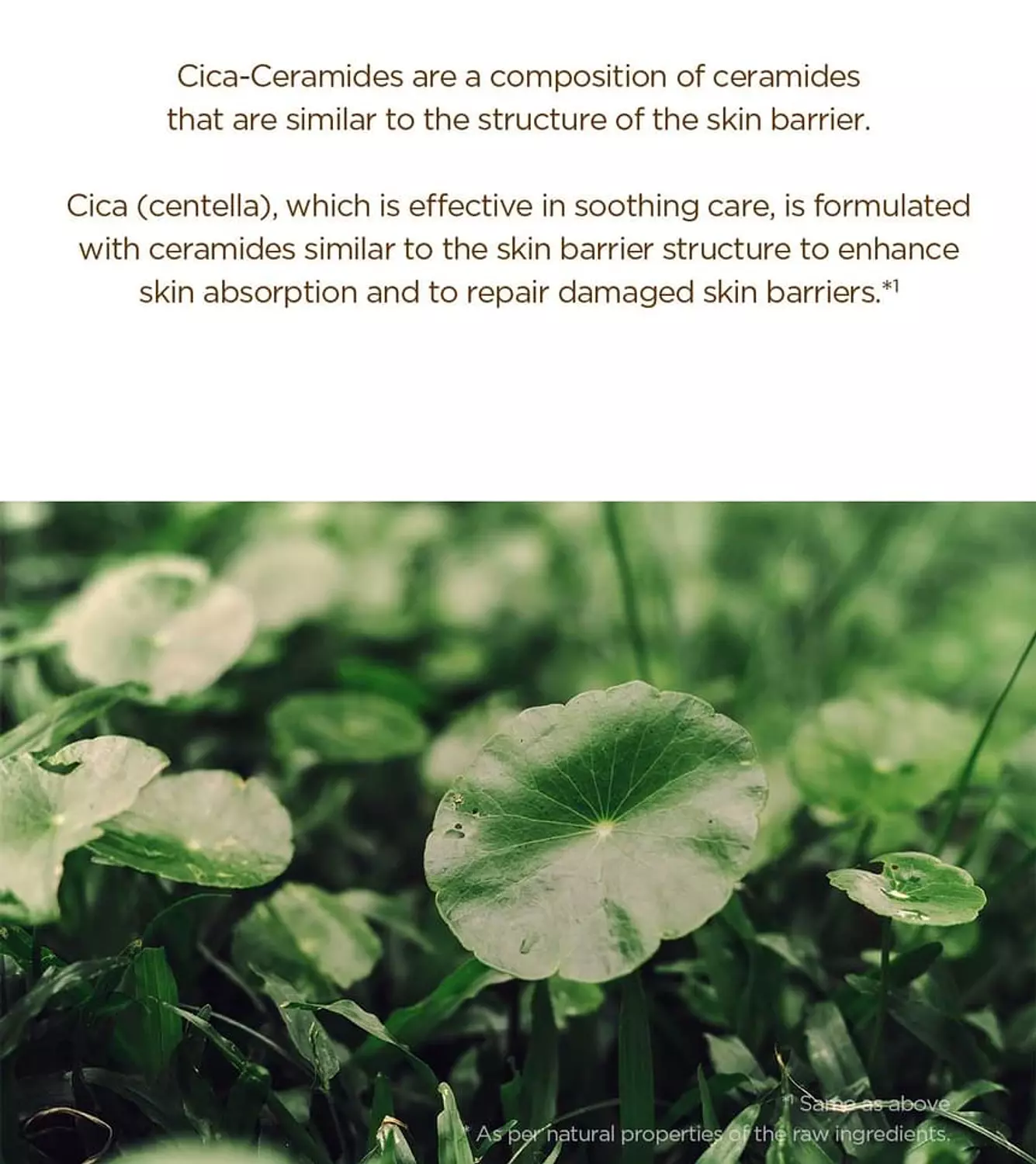 SKIN 1004 - Madagascar Centella Probio-Cica Intensive Ampoule Mini 30ml 3
