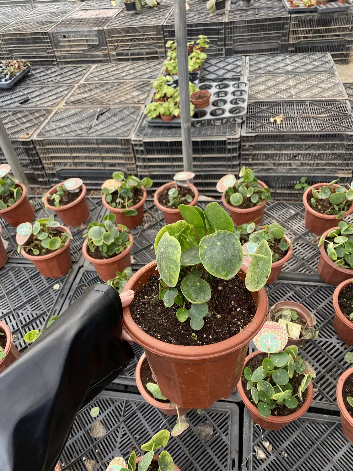 Pilea ( Chinese Money ) hover image