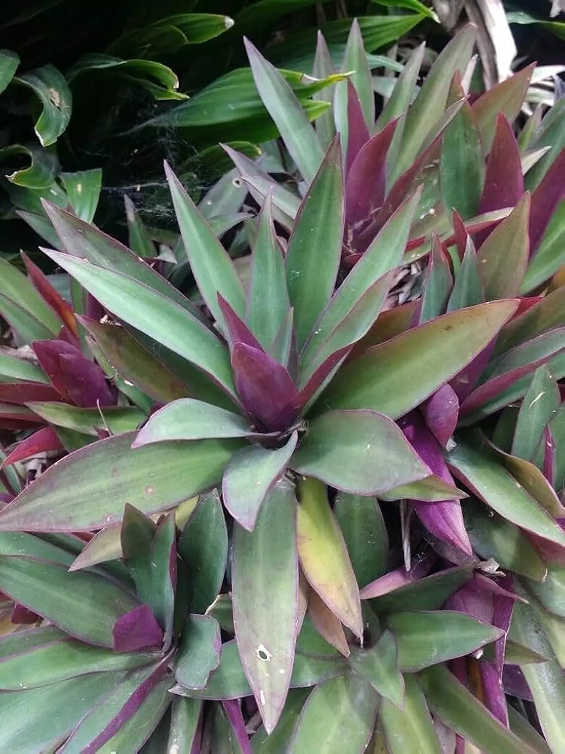 Rio Plant 2