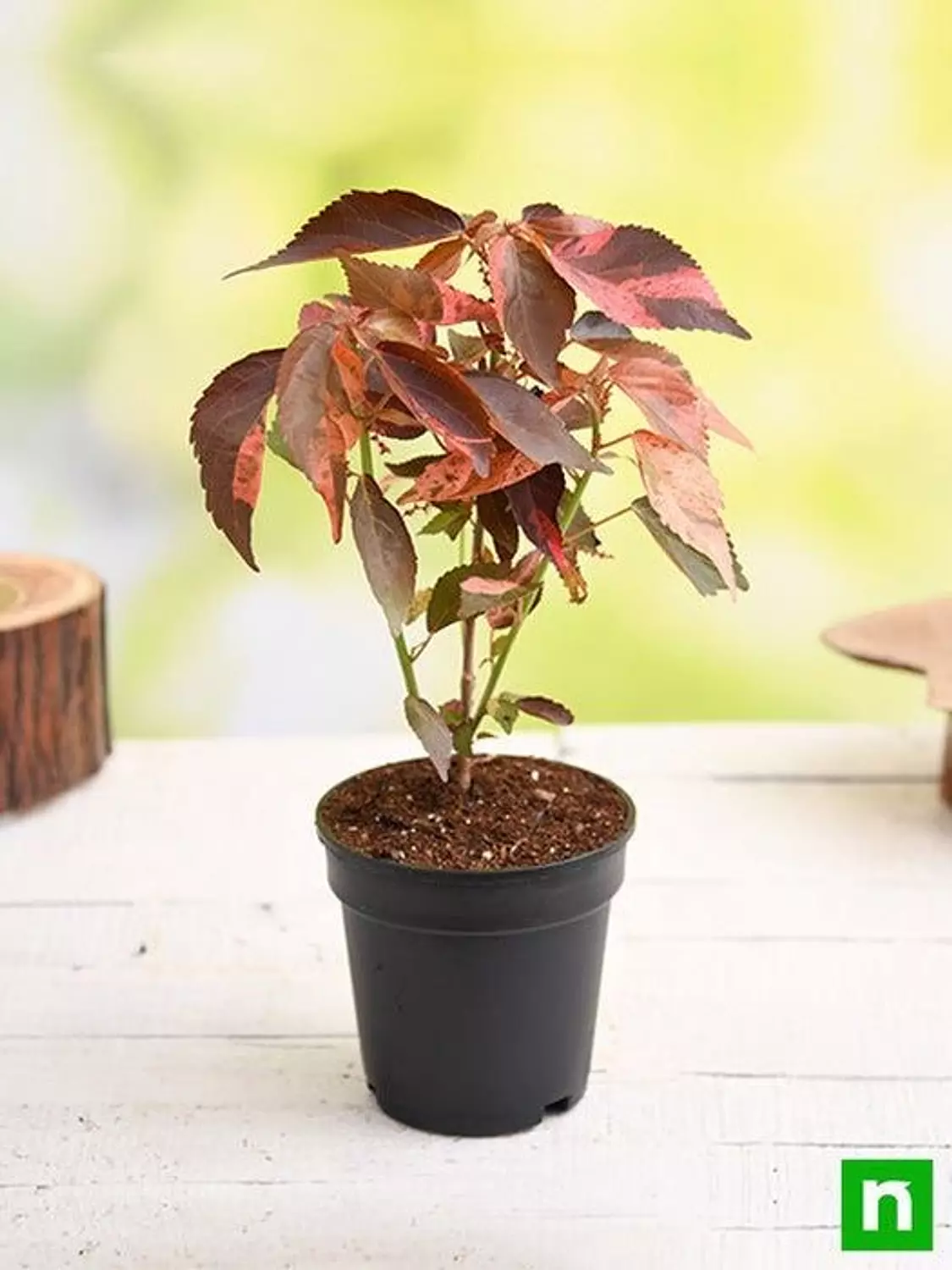 Copper Leaf) Acalypha) 2