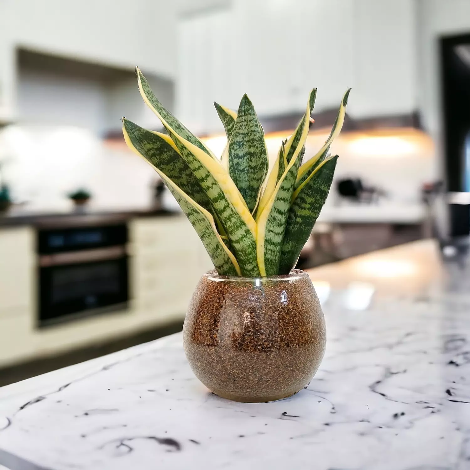 Sansevieria 'Gold'-2nd-img