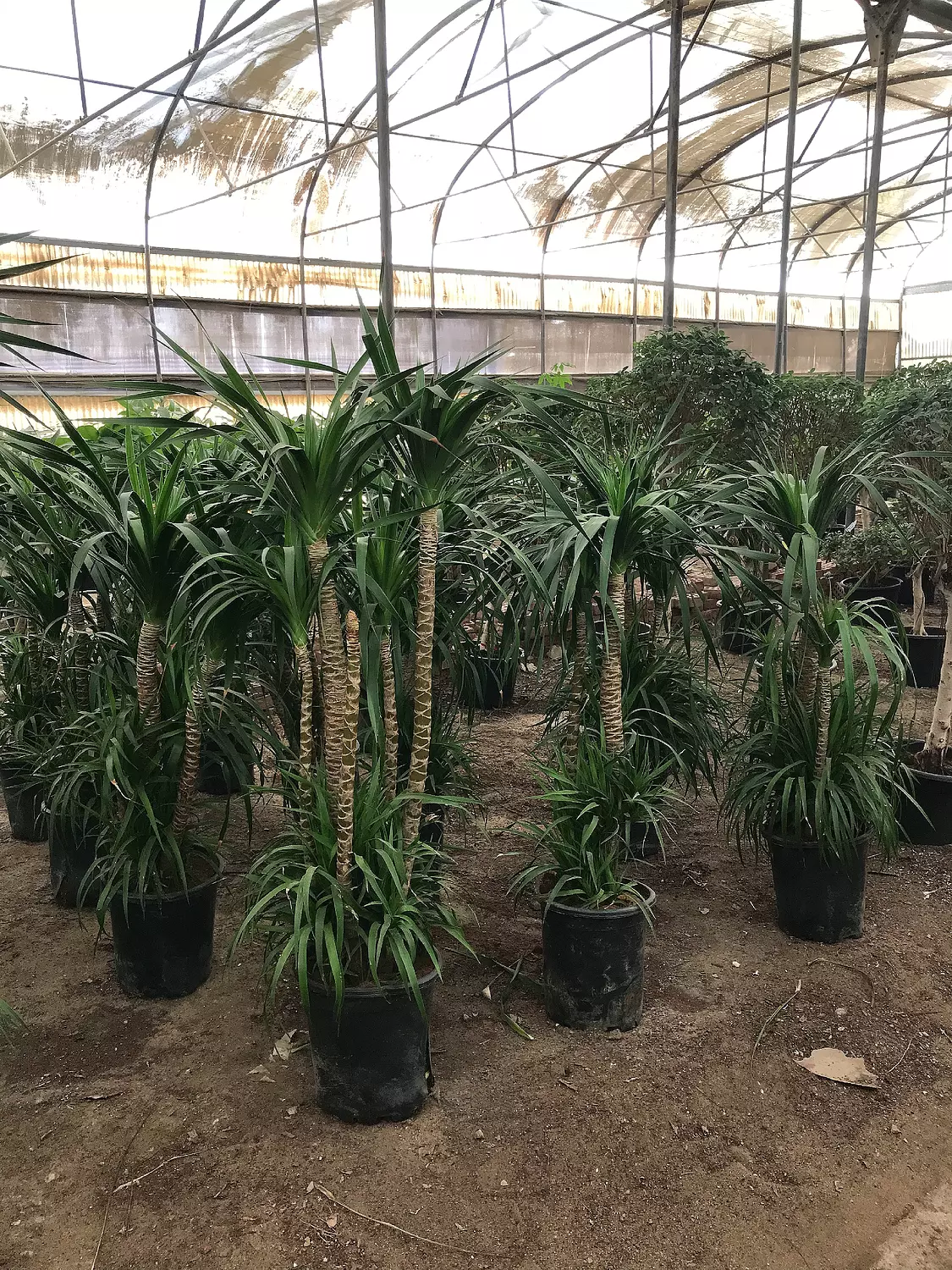 Dracaena Draco image